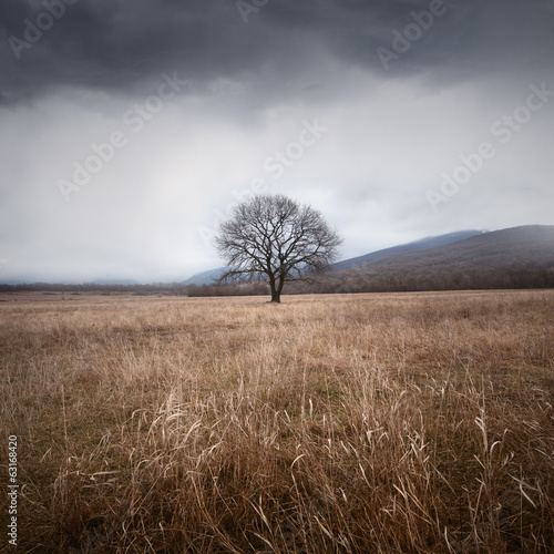 Photo: Tree and storm Tree and storm