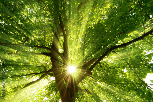 Fototapeta Sonne strahlt explosiv durch den Baum