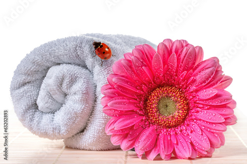 Photo: Pink gerbera with ladybird on a towel. Pink gerbera with ladybird on a towel.