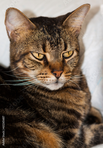 Photo: Beautiful cat Beautiful cat