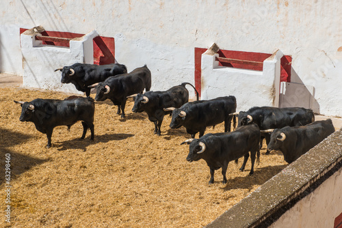 Photo: Toros De Lidia En El Corral Toros De Lidia En El Corral