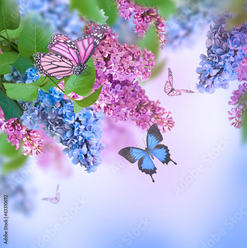 Branch of lilac blue and pink butterfly