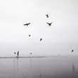 man walking on the beach with flock of birds man walking on the beach with flock of birds
