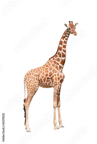 Giraffe to the utmost. It is isolated on the white - 63319202