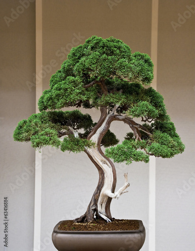 Photo: Bonsai Bonsai