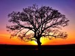 Big tree silhouette, sunset Big tree silhouette, sunset