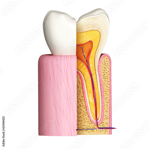Illustration: 3D Illustration of teeth anatomy 3D Illustration of teeth anatomy