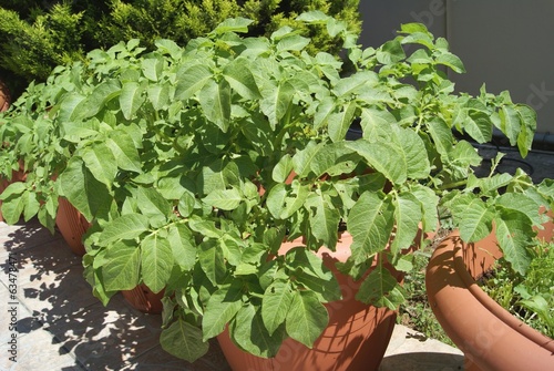 Photo: potato plant potato plant