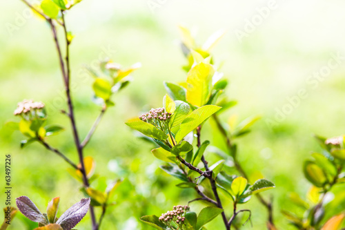 Photo: Blooming aronia in spring Blooming aronia in spring