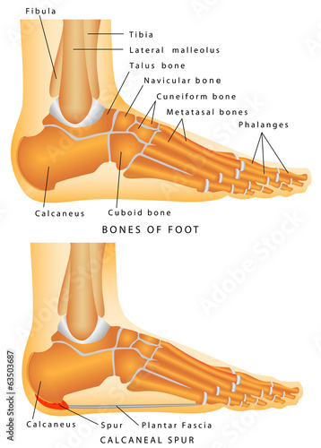 Vector: Bones of the Foot and Ankle Bones of the Foot and Ankle