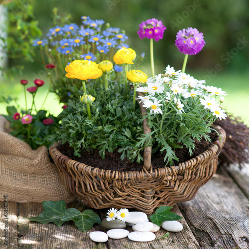 Photo: Frühlingsblumen Frühlingsblumen