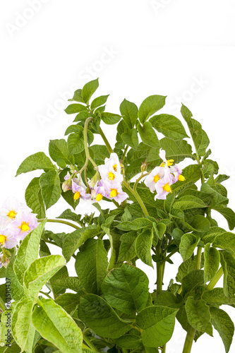 Photo: The potato with leaves The potato with leaves