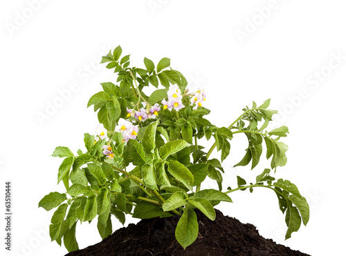 Photo: The potato with leaves The potato with leaves