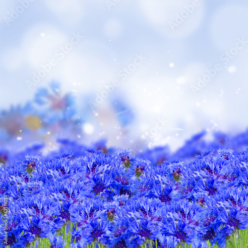 Photo: field of blue cornflowers field of blue cornflowers