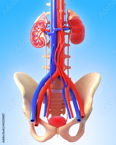Illustration: Anatomy of kidney in blue Anatomy of kidney in blue
