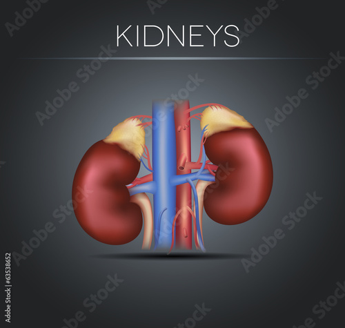 Vector: Human kidneys on a black gradient background Human kidneys on a black gradient background