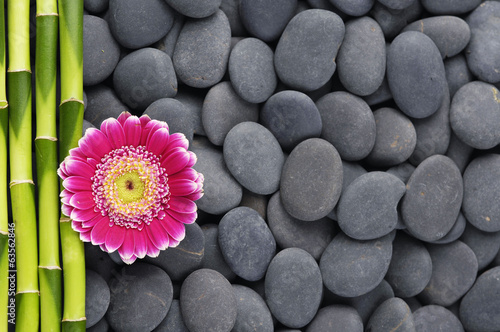  beautiful red gerbera and thin bamboo grove on stones