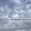 pigeons sur un cable pigeons sur un cable