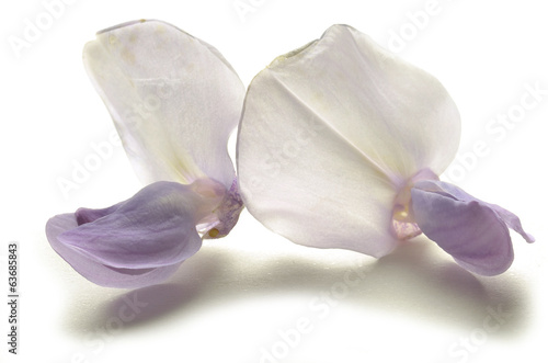 Photo: Wisteria frutescens Глициния Glicine フジ属 Blauregen Wisteria frutescens Глициния Glicine フジ属 Blauregen