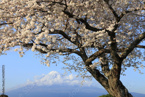 Photo: 富士と桜 富士と桜