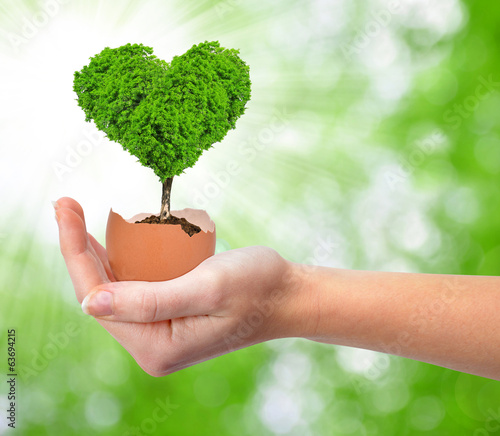 Photo: Hand holding tree in the shape of heart growing out of the egg Hand holding tree in the shape of heart growing out of the egg
