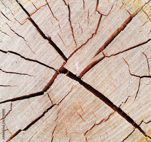 Photo: tree circle texture tree circle texture