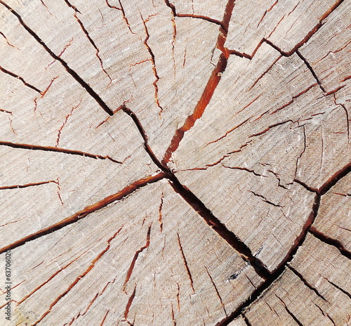 Photo: tree circle texture tree circle texture