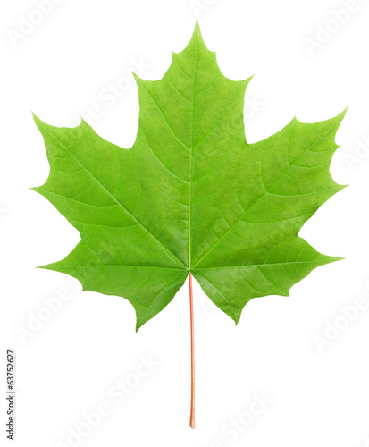 Photo: maple leaf maple leaf