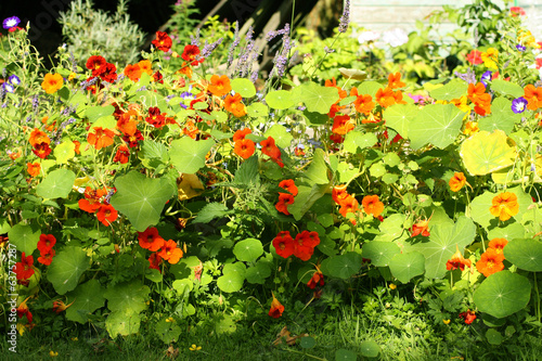 Photo: Beautiful nasturtium blossom Beautiful nasturtium blossom