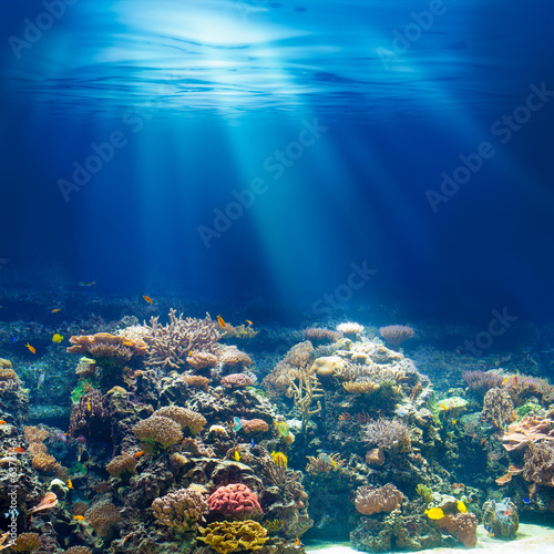 Fototapeta Sea or ocean underwater coral reef snorkeling or diving backgrou
