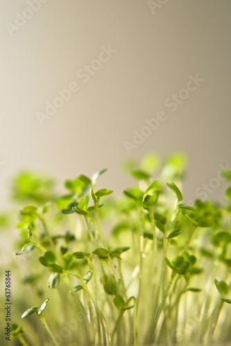 Photo: Arugula or eruca sativa offspring Arugula or eruca sativa offspring