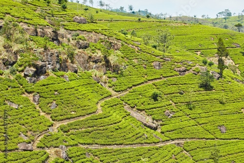 Photo: Tea plantation Tea plantation