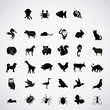 Set of animals Set of animals