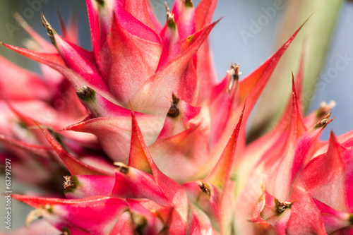 Photo: Beautiful red sharp cactus flower macro Beautiful red sharp cactus flower macro