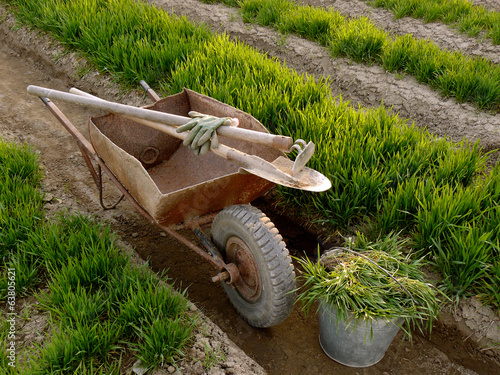 Photo: wheelbarrow with tools in a spring garden wheelbarrow with tools in a spring garden