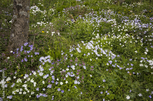 Photo: Tappeto di fiori nel bosco Tappeto di fiori nel bosco