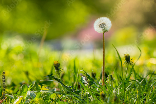 Fototapeta white dandelion on green grass blur background