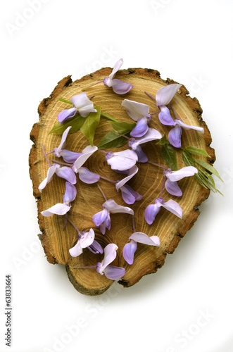 Photo: Wisteria frutescens Глициния Glicine フジ属 Blauregen Wisteria frutescens Глициния Glicine フジ属 Blauregen