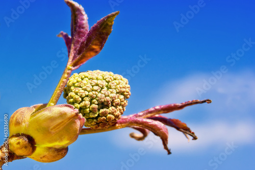 Photo: Flowering maple Flowering maple