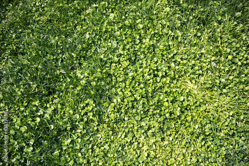Photo: Texture di foglie verdi Texture di foglie verdi