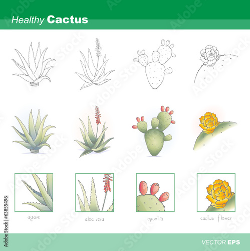 Vector: Healthy cactus Healthy cactus