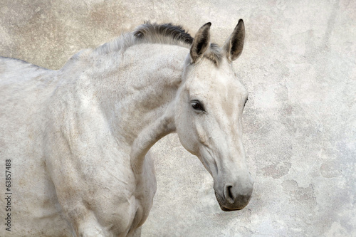 Fototapeta Portrait of beautiful white horse against the wall