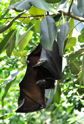 Photo: bats on tree bats on tree