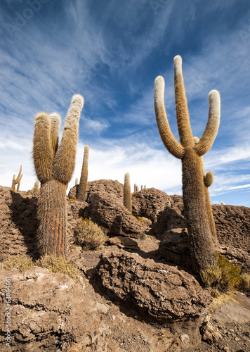 Photo: Cactus in Salar de Uyuni Cactus in Salar de Uyuni