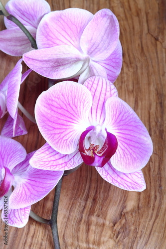 Photo: Orchidea Orchidea
