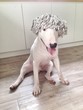 Mop wig on the bull terrier head dog Mop wig on the bull terrier head dog