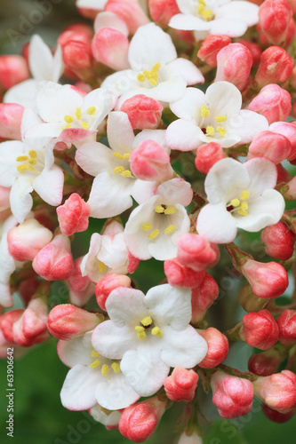 Photo: Schneeballblüte - Viburnum Schneeballblüte - Viburnum