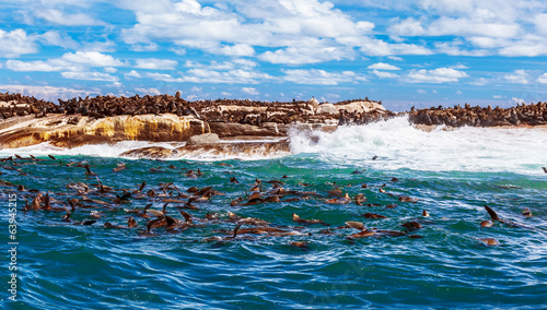 Wild South African seals