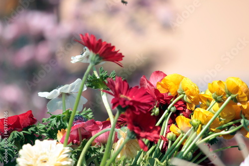 Photo: fiori fiori