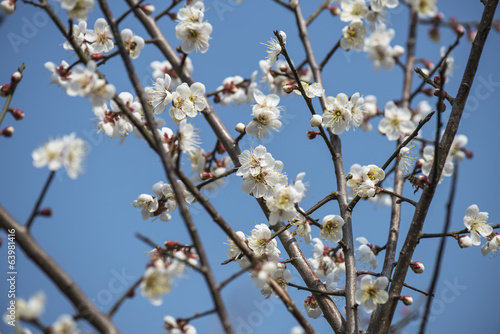 Photo: white plum bloossom white plum bloossom